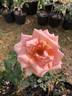 Summer Dream rose photo