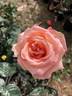 Summer Dream rose photo