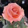 Summer Dream rose photo