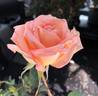 Summer Dream rose photo