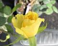 Katherine Loker rose photo