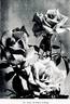 Souvenir de Pierre Notting rose photo