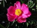 Dancing Butterflies peony photo