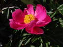 Dancing Butterflies peony photo