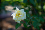 Isabella Sprunt rose photo