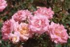 Bobby Dazzler rose photo