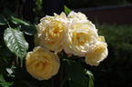 Gold Charm rose photo