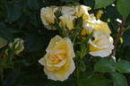Gold Charm rose photo