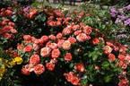 Newsflash rose photo