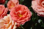 Newsflash rose photo