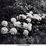 Baroness Schroeder peony photo