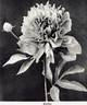 Berlioz peony photo