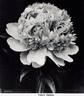 Claire Dubois peony photo