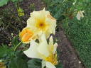 Golden Girls rose photo
