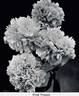 Floral Treasure peony photo