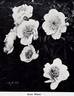 Snow Wheel peony photo