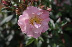 Open Arms rose photo