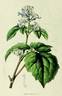 Heracleifolia clematis photo