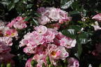 Mind Games rose photo