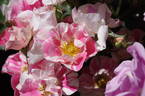 Mind Games rose photo