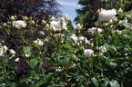 Fragrant Memories rose photo