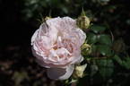 Fragrant Memories rose photo
