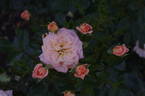 Her Majesty ™ rose photo