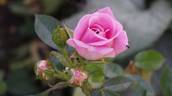 Carefree Days rose photo