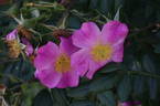Coryana rose photo