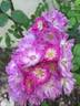 Perennial Blue rose photo
