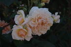 AUSmoon rose photo