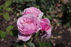Horatio Nelson rose photo