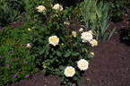 Simply Heaven rose photo