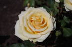 Simply Heaven rose photo