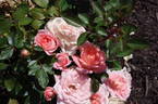 Flower Power rose photo