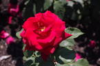 Royal William rose photo