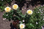 Mystery Girl rose photo