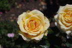 Mystery Girl rose photo