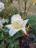 Golden State rose photo