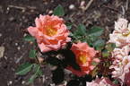 Cider Cup rose photo