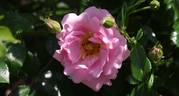 Oxfordshire rose photo
