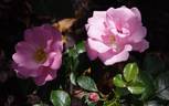 Oxfordshire rose photo