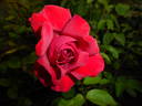 Beloved rose photo
