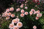 Great Expectations rose photo