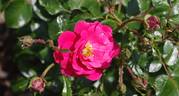 NOAfeuer rose photo