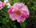 Flamingo Dancer rose photo