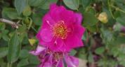 Blue Peter rose photo
