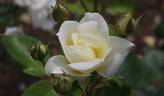 Love Letter® rose photo