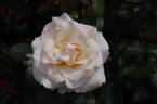 Racy Lady rose photo