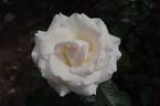 Racy Lady rose photo
